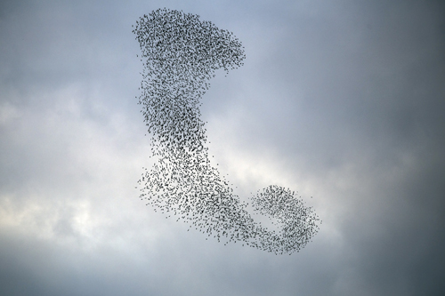 starling murmuration